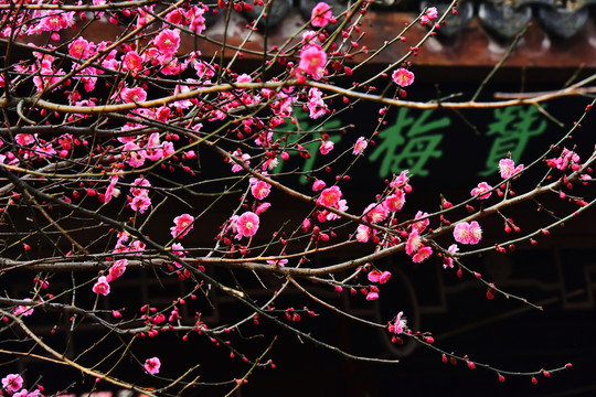 梅花
