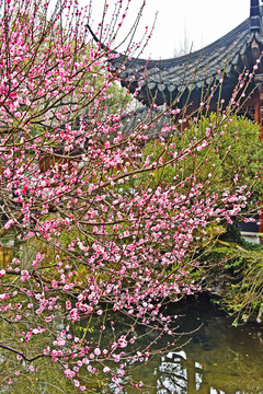 梅花