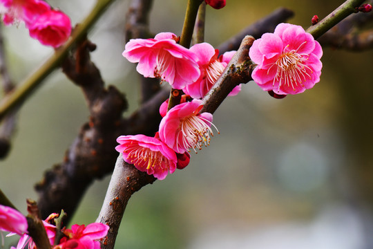 梅花