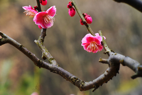 梅花