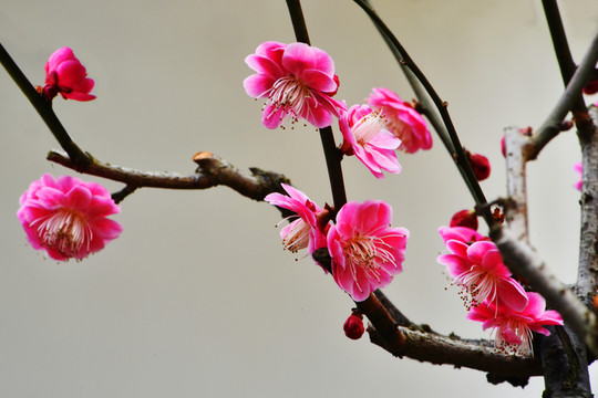 梅花