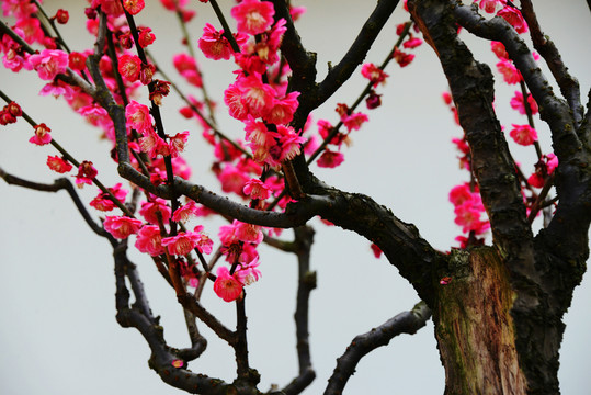 梅花