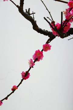梅花