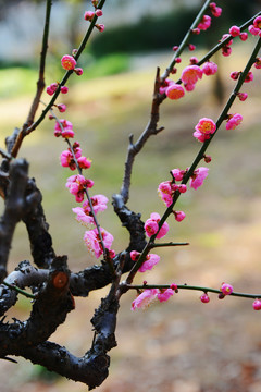 梅花