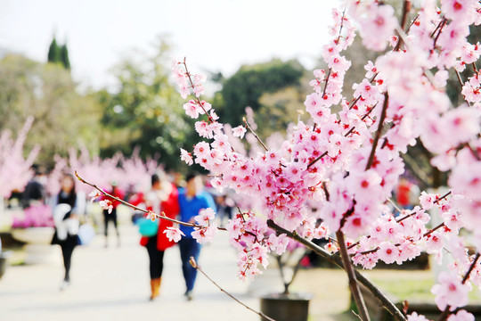 櫻花怒放植物園