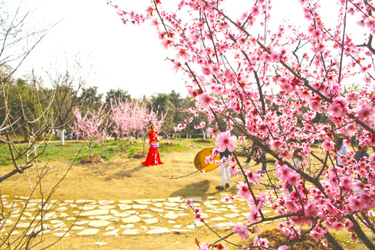 梅花盛開(kāi)