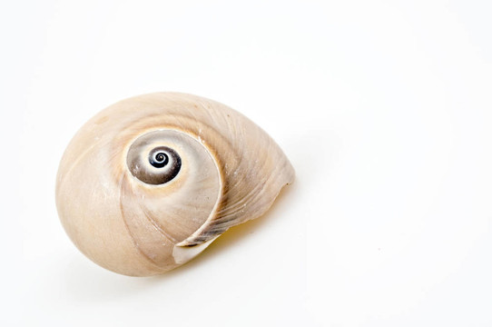 海貝殼