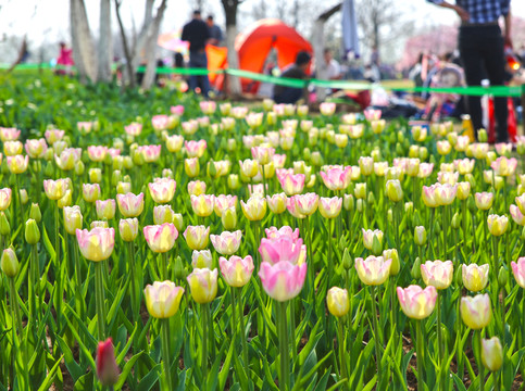郁金香花園