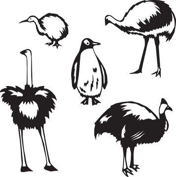不會(huì)飛的鳥(niǎo)