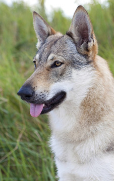 Czechoslovakian Wolfdog。