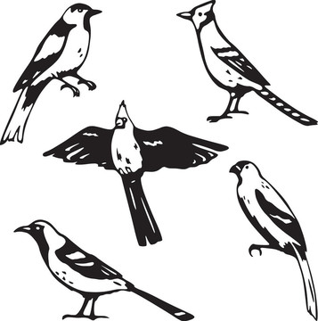 鳴禽