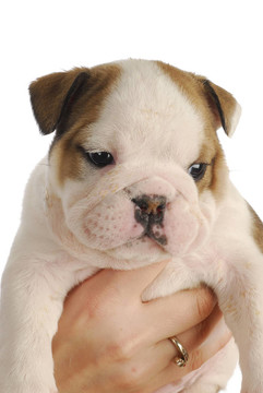 斗牛犬