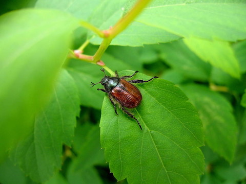 Maybug在葉