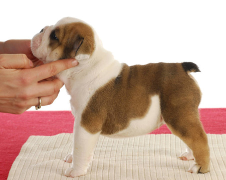 斗牛犬