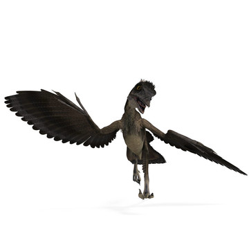 Dinosaur Archaeopteryx。3D渲染與剪輯路徑和陰影超過(guò)白色