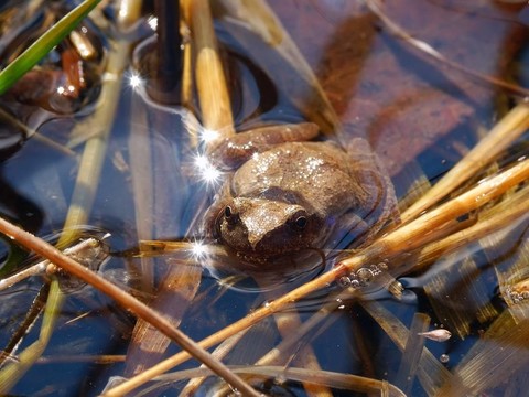 春天偷窺（Pseudacris crucifer）