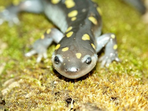 斑點蠑螈（Ambystoma maculatum）