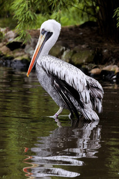 布朗；動(dòng)物；鳥類；Avian；澳大利亞；conspicillatus；美國(guó)