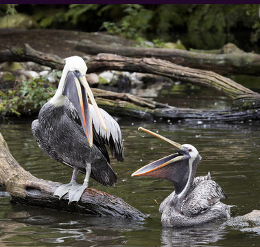 布朗；動物；鳥類；Avian；澳大利亞；conspicillatus；美國