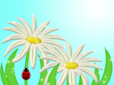 瓢蟲(chóng)爬的雛菊花干