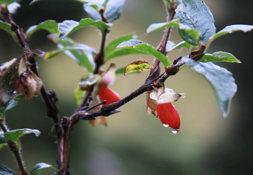 盛開(kāi)的美麗的山花