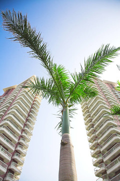 棕櫚樹和建筑物