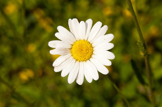 甘菊