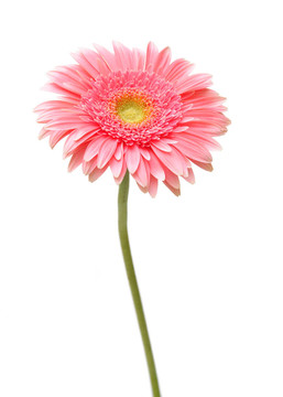 雛菊