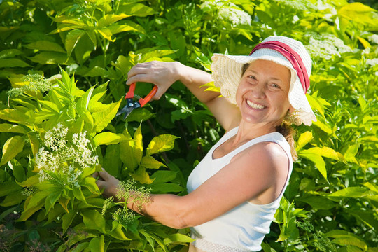 高級女人切割山茱萸