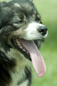 邊境牧羊犬
