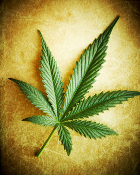 大麻葉垃圾背景；淺景深。