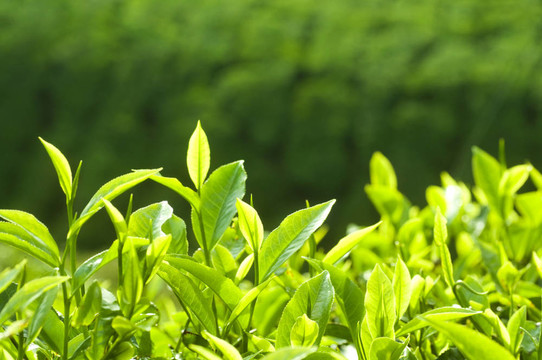 茶葉