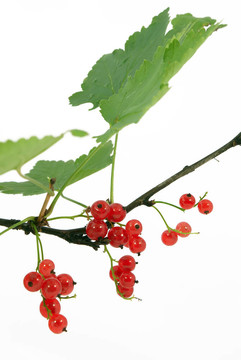 紅醋栗樹(shù)枝