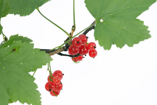 紅醋栗樹枝