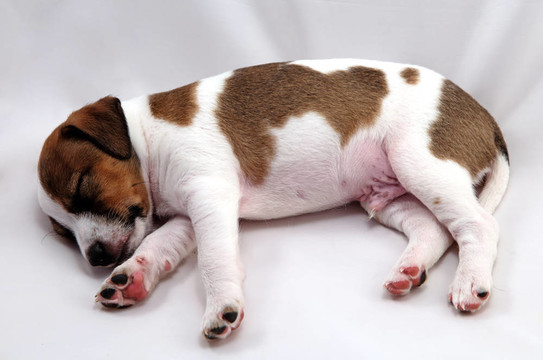 Jack Russel Terrier的小狗在白色的背景