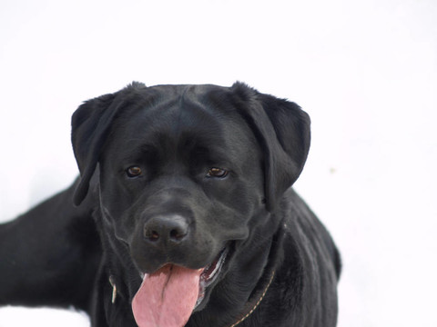 黑色拉布拉多犬