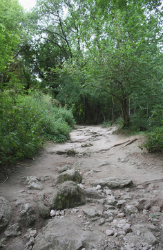 克里米亞山地森林之路；烏克蘭
