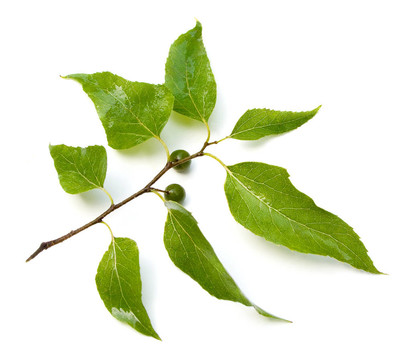 樸樹(shù)