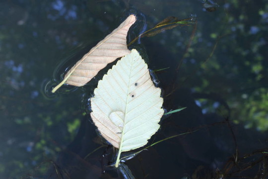 浸泡葉