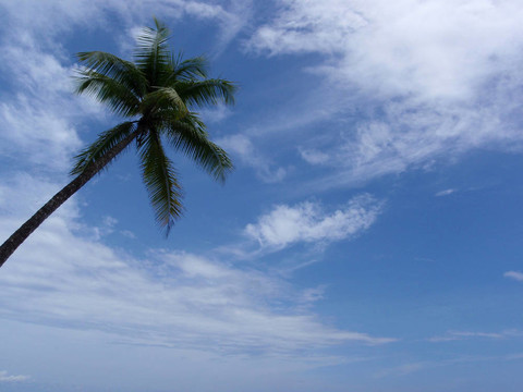 椰子樹在海灘上觀看天空