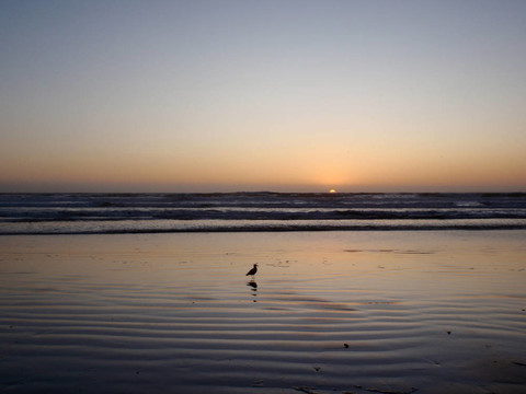 夕陽中的鳥兒站在水里