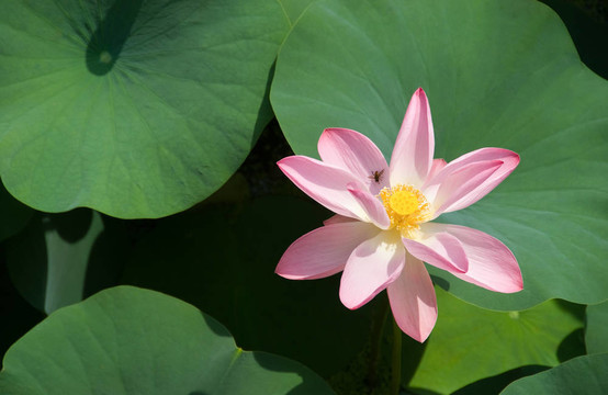 蓮花