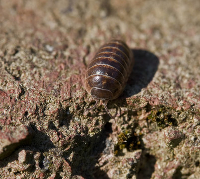 常見的Pill Woodlouse