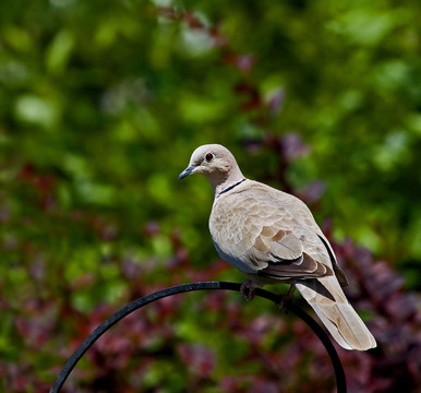斑鳩