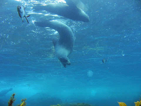 海豹狩獵潛水水下