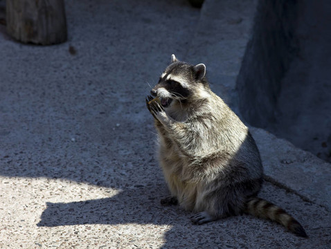 浣熊在動物園吃餅干