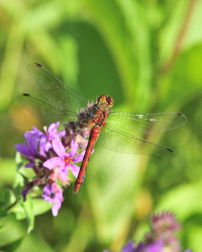 紅寶石meadowhawk