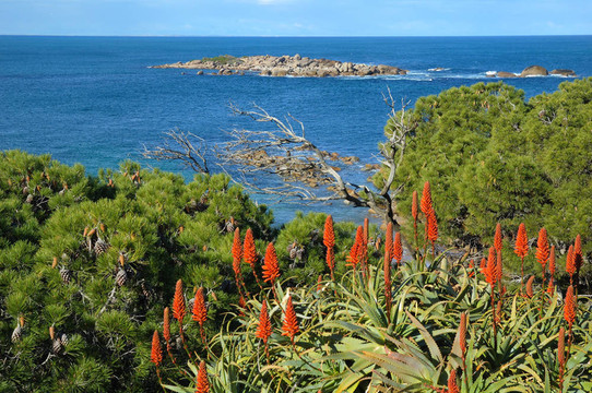 Aloe vera紅花和藍(lán)色的大海