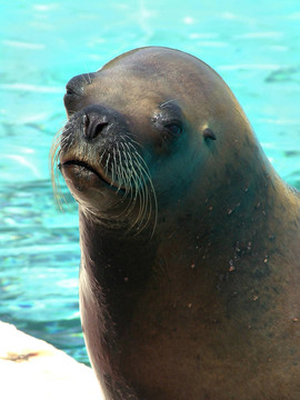 海獅