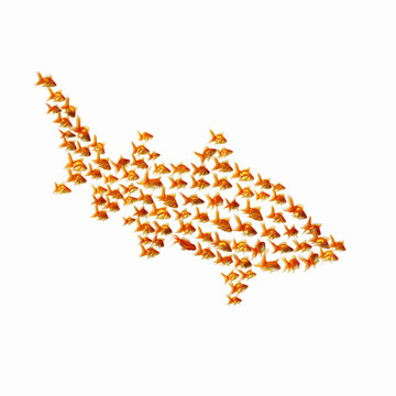 金魚